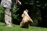 DOGGY DANCE 002
